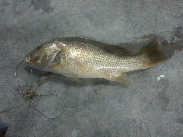 Sea lion Ikan Air Masin Food Photo 5