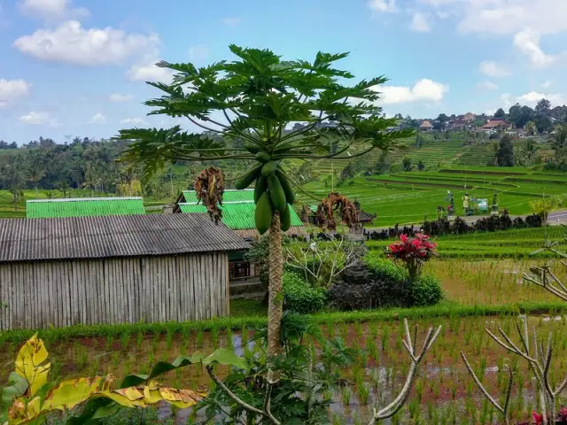 Gambar Makanan Waroeng Wayan Jatiluwih 12