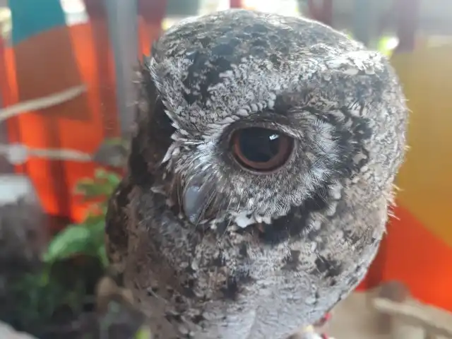 Barn Owl Cafe