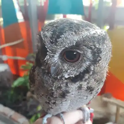 Barn Owl Cafe