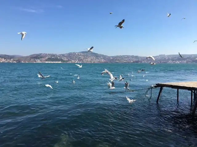 istinye sahil taka balık'nin yemek ve ambiyans fotoğrafları 2