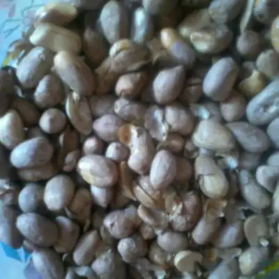 Kacang bogares