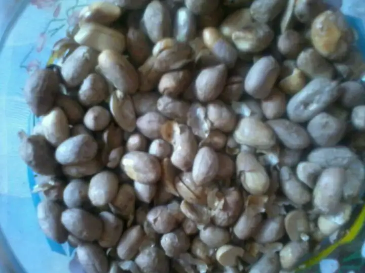 Kacang bogares