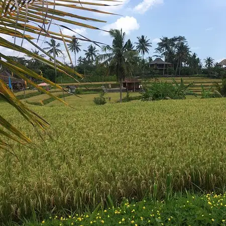 Gambar Makanan Bamboo Kitchen Ubud 14