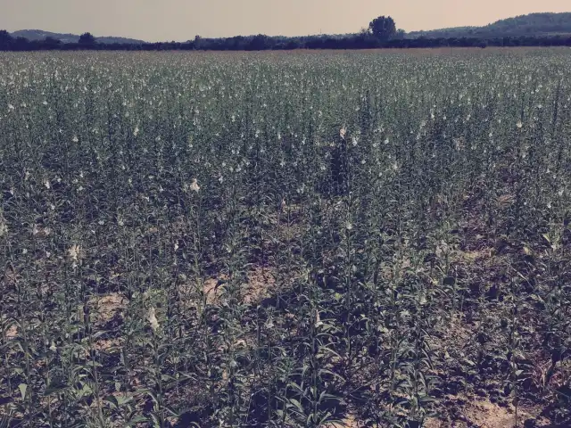 Yörük BeyÇadırı'nin yemek ve ambiyans fotoğrafları 6