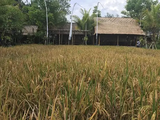 Gambar Makanan Bebek Tepi Sawah 14