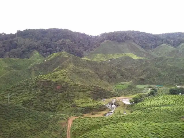 Cameron Bharat Tea Valley Food Photo 15