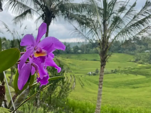 Gambar Makanan Warung Tepi Sawah 16