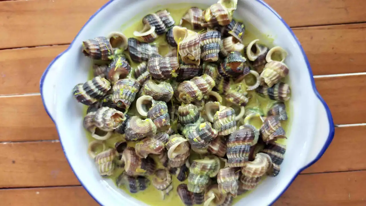 Siput Sedut Pekat Likat (Shah Alam)