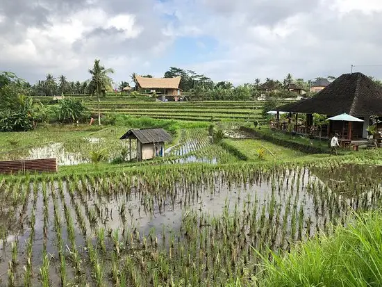 Gambar Makanan Warung Widi 15