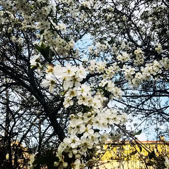 Samet Pilic Evi'nin yemek ve ambiyans fotoğrafları 1