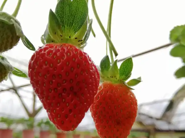 Strawberries Cafe Taman Sedia Food Photo 3