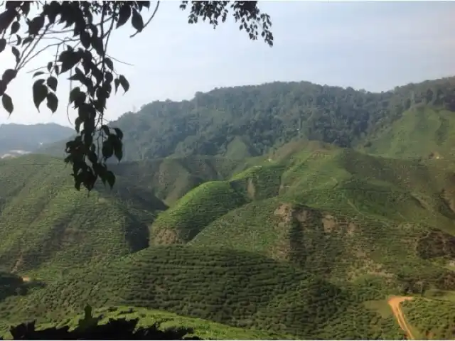 Bharat Tea Plantation Food Photo 10