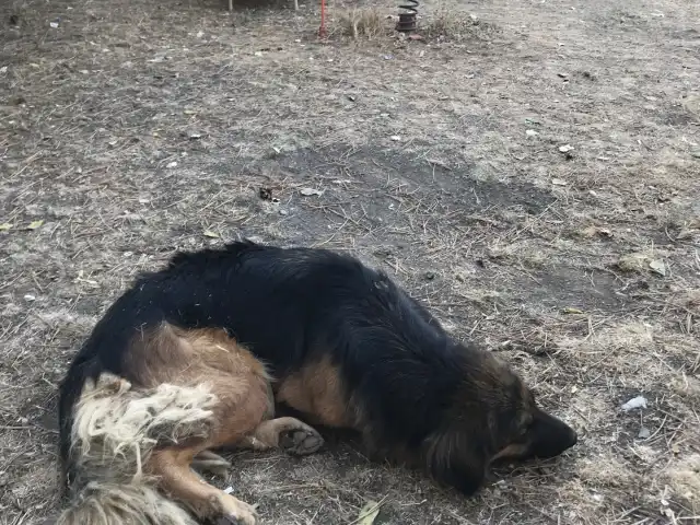 Bisikletli Bahçe'nin yemek ve ambiyans fotoğrafları 2