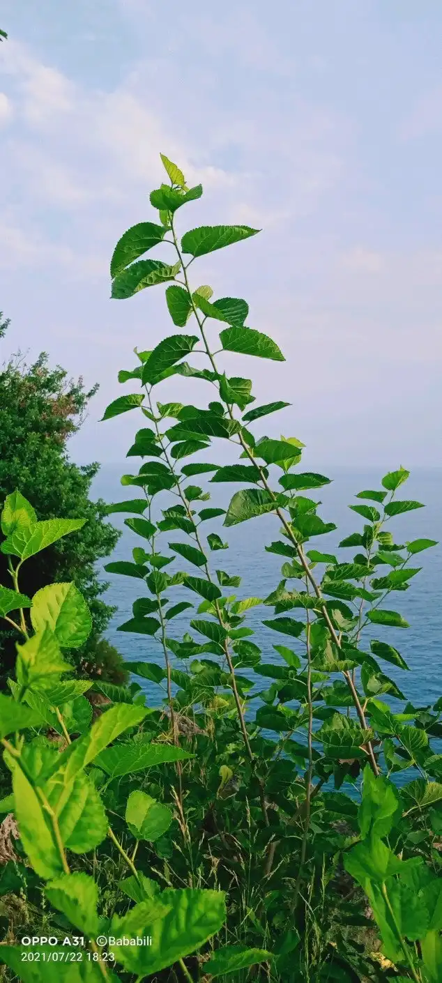 Dağyakası Kırkahvesi